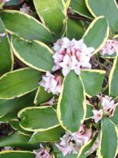 Plant Profile Variegated Winter Daphne Daphne Odora Aureo Marginata