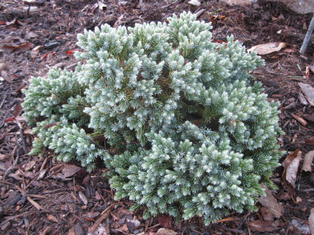 Five Favorite Dwarf Blue Conifers