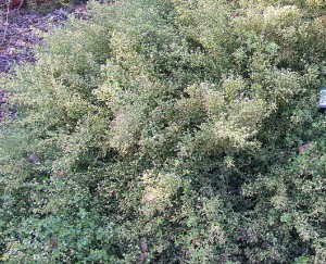 baccharis pilularis