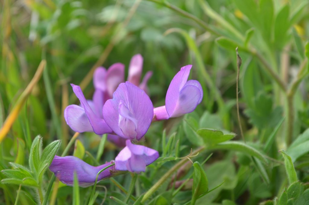 Plant Profile: American Vetch (Vicia Americana)