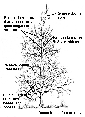 How to Prune a Deciduous Tree or Shrub