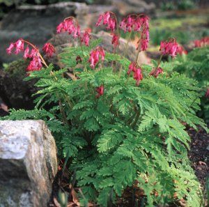 Plant Profile: Fringed Bleeding heart (Dicentra eximia)