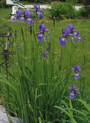 Plant Profile: Siberian iris (Iris sibirica) – KarensGardenTips.com