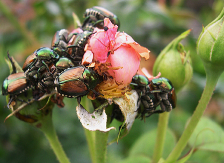 Ten Interesting Facts About Japanese Beetles as an Aid to Control ...