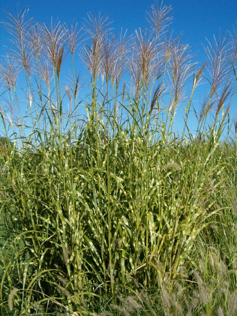 Plant Profile: Zebra Grass (Miscanthus sinensis ‘Zebrinus’)