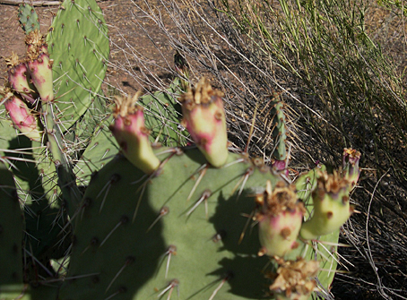 A Fall Visit to Zion National Park: Part I Wildflowers ...