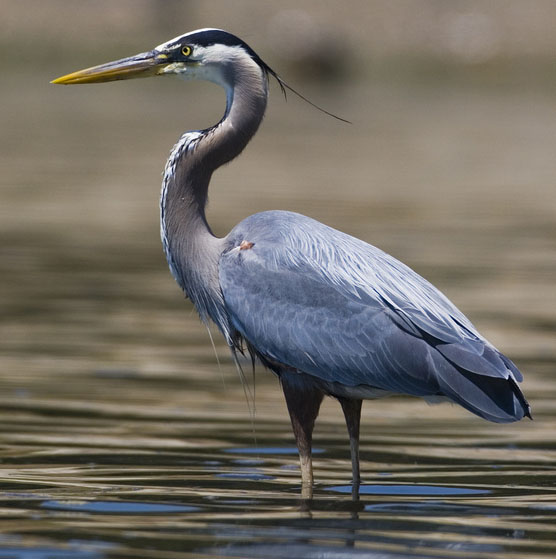 Bird Profile: Great Blue Heron (Ardea herodias) – KarensGardenTips.com