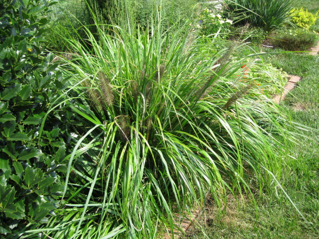 Plant Profile: Dwarf Black Fountain Grass (Pennisetum alopecuroides ...