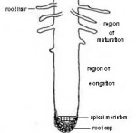 Botany for Gardeners: The Root-Tissues and their Functions