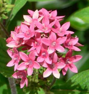 Five Pink Annuals for your Garden