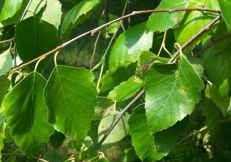 Plant Profile: River Birch (Betula nigra)