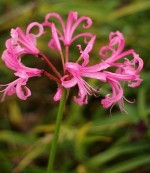 Flowers for Arrangements: Nerine (Nerine bowdenii, sarniensis ...