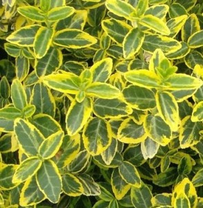 Garden Hedges: Broadleaf Evergreens 2 – KarensGardenTips.com