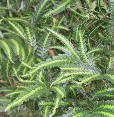 Ferns For Containers – Karensgardentips.com