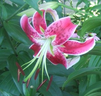 Plant Profile: ‘Black Beauty’ Lily – KarensGardenTips.com