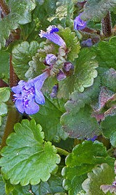 Weeds and Their Control: Ground Ivy (Glechoma hederacea)