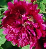 Alcea rosea 'Queeny Purple' Hollyhock
