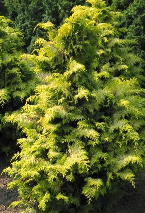 Plant Profile: Golden hinoke cypress (Chamaecyparis obtusa ‘Crippsii ...