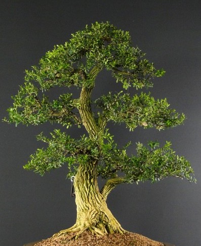 How to Care for Bonsai: Boxwood (Buxus spp.)