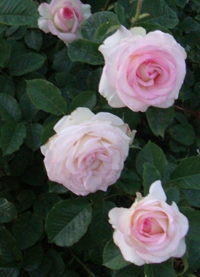 Plant Profile: Rosa ‘Moonstone’ – KarensGardenTips.com