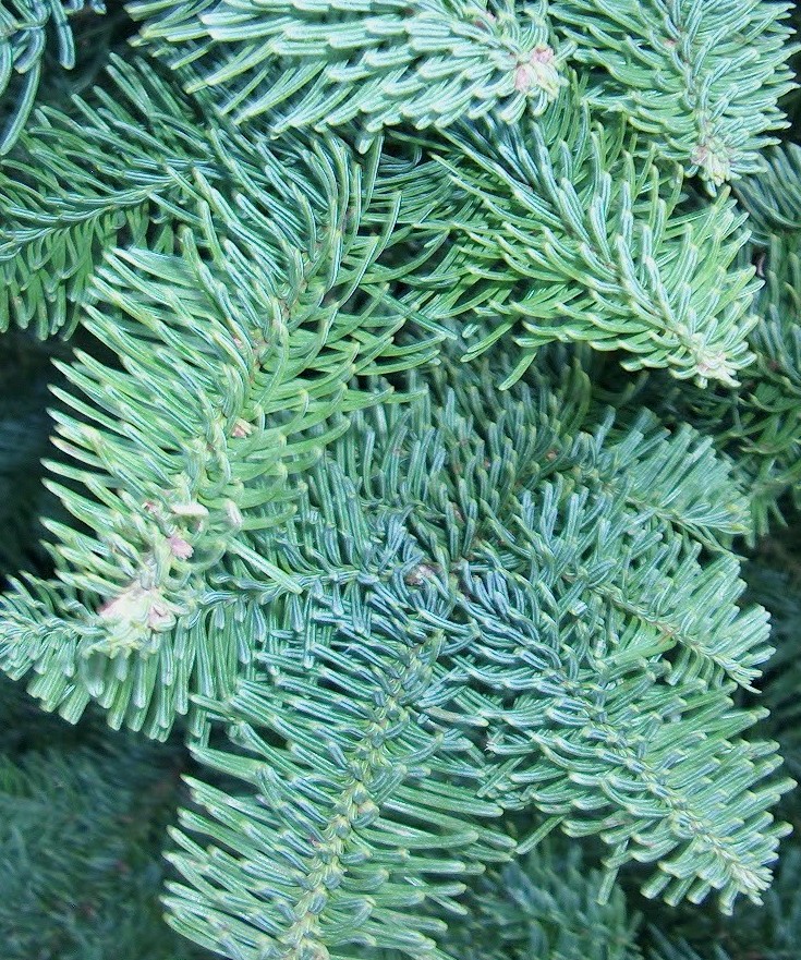 Plant Profile: Noble Fir (Abies procera) – KarensGardenTips.com