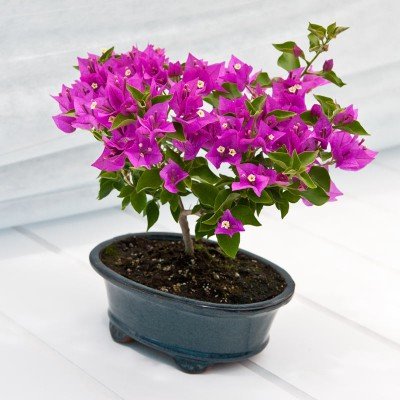 How to Care for Bonsai: Bougainvillea glabra – KarensGardenTips.com