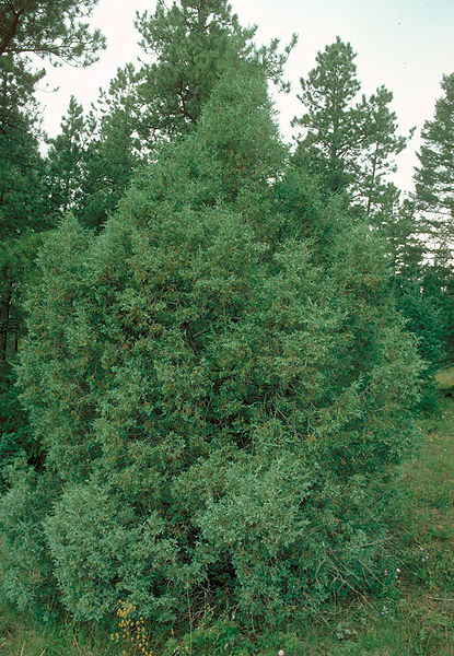 Plant Profile: Rocky Mountain Juniper (Juniperus Scopulorum ...