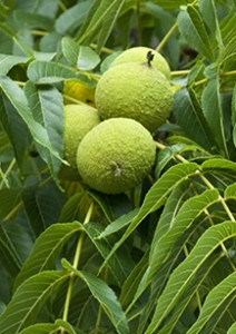 Plant Profile: Black Walnut (Juglans nigra) – KarensGardenTips.com