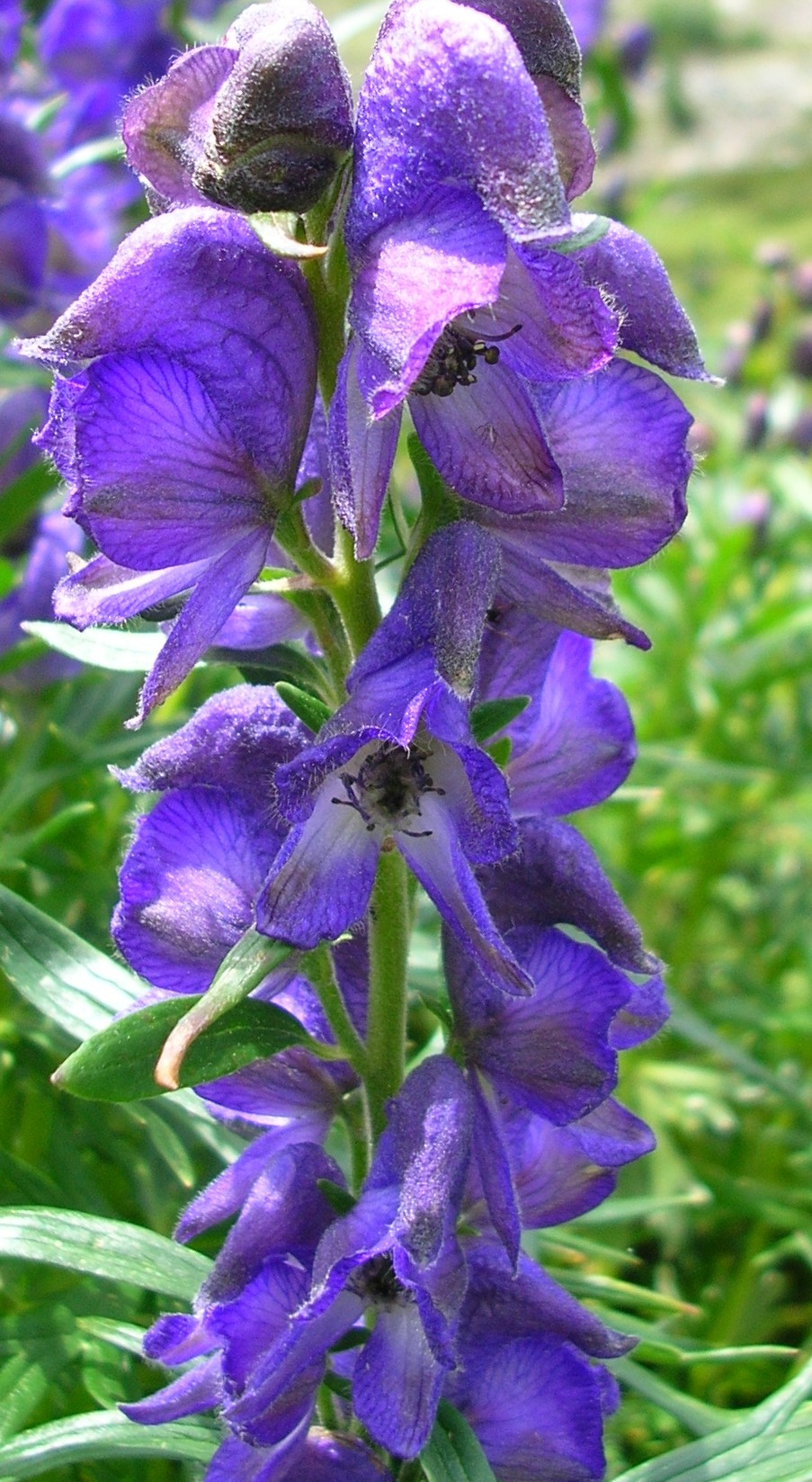 Plants for a Plant Zoo: Wolfsbane (Aconitum napellus ...