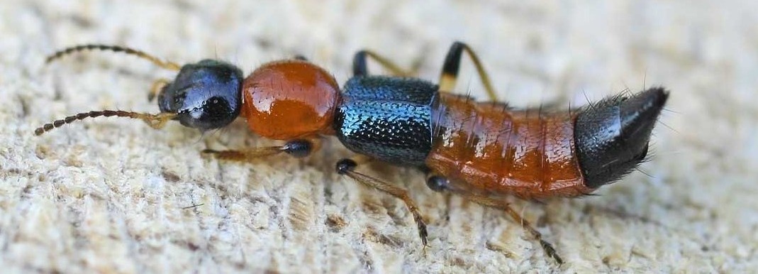Beneficial Insects and How to Attract Them: Rove Beetle ...
