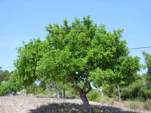 Plants of Ancient Pompeii: Carob (Ceratonia siliqua) – KarensGardenTips.com