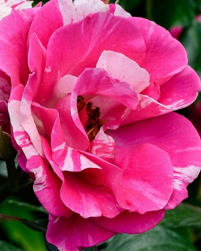 Plant Profile: Rose ‘Berries n Cream’ – KarensGardenTips.com