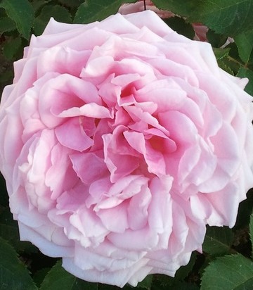 Earth Kind Roses: Largest Flowers – KarensGardenTips.com