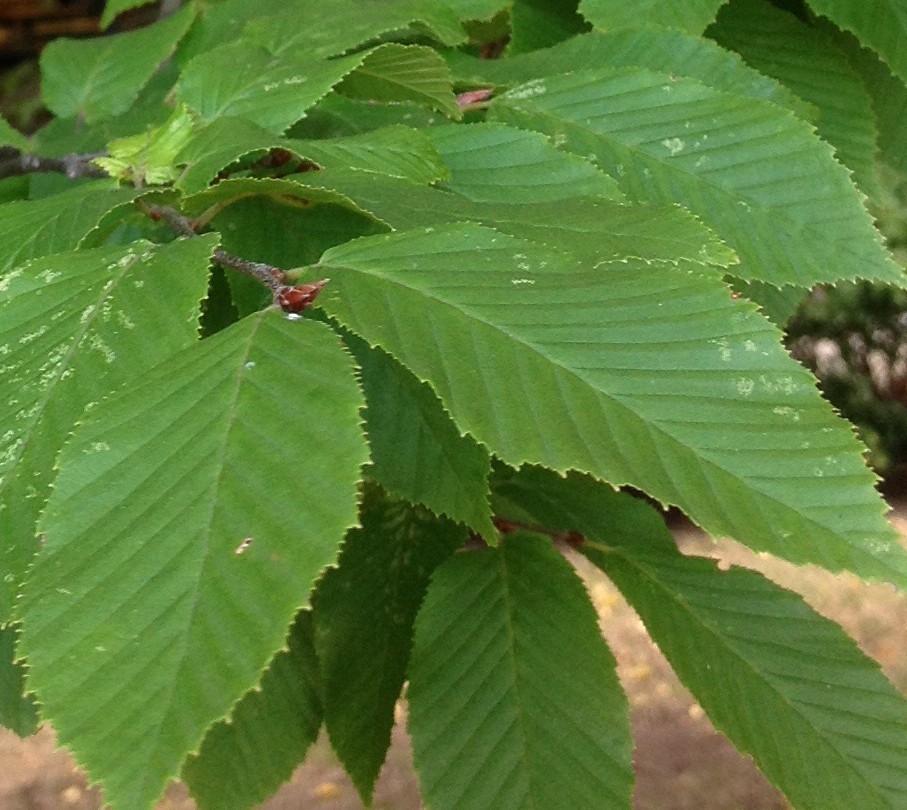 Plant Profile: American Hornbeam (Carpinus caroliniana ...