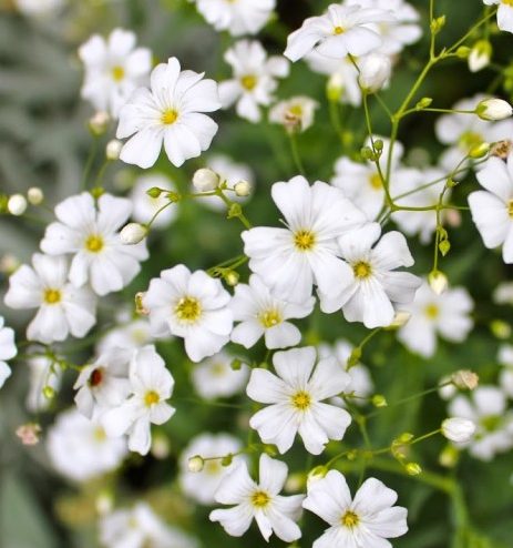 Plant Profile: Annual Baby’s Breath (Gypsophilia elegans ...