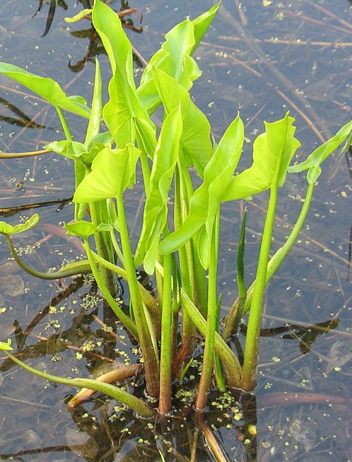 Plant Profile Arrow Arum Peltandra Virginica