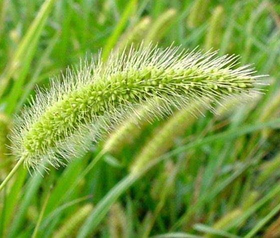 Weeds and Their Control: Green Foxtail (Setaria viridis ...