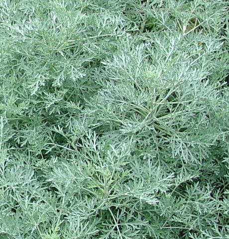 Artemesia for the Garden – KarensGardenTips.com