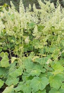 Plant Profile: Hairy Alumroot (Heuchera villosa) – KarensGardenTips.com