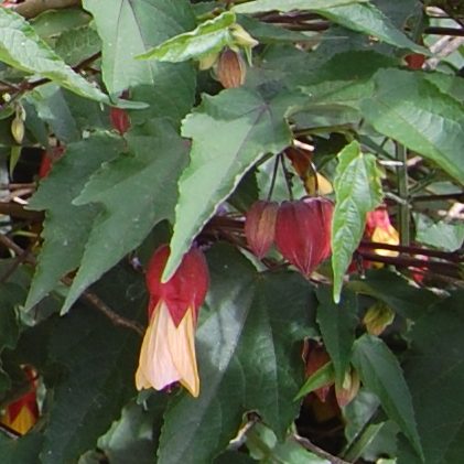 Plant Profile: Trailing Abutilon (Abutilon megapotamicum)