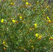 Plant Profile: Shrubby Deer Vetch (lotus Rigidus) – Karensgardentips.com