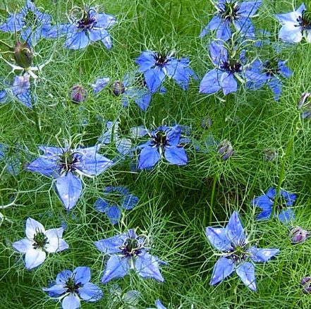 Plant Profile: Love in the Mist (Nigella damascena) – KarensGardenTips.com