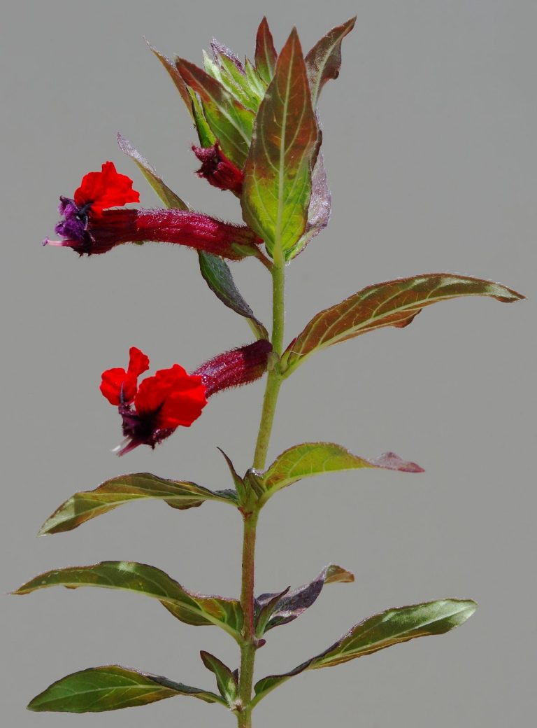 Plant Profile: Red Cuphea (Cuphea llavea aka C. blepharophylla)