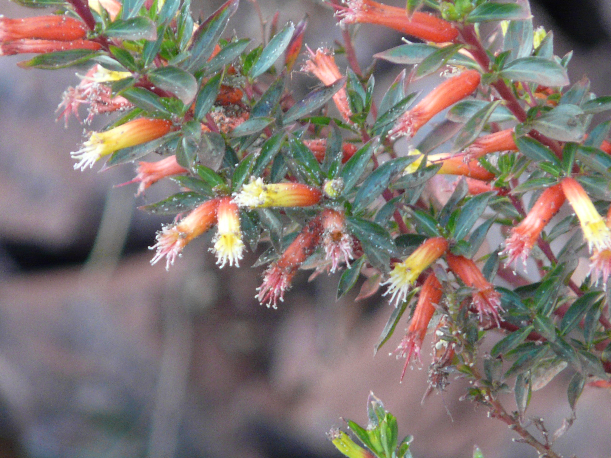 Cuphea candy corn plant