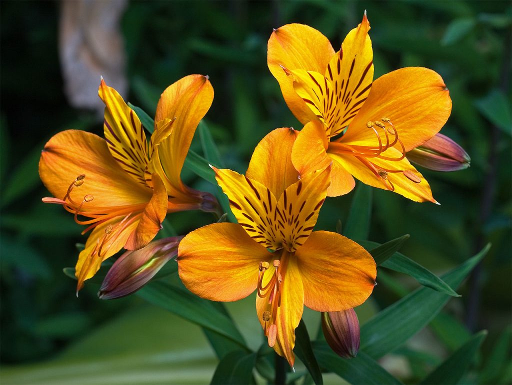 Plant Profile: Peruvian Lily (Alstroemeria aureae) – KarensGardenTips.com