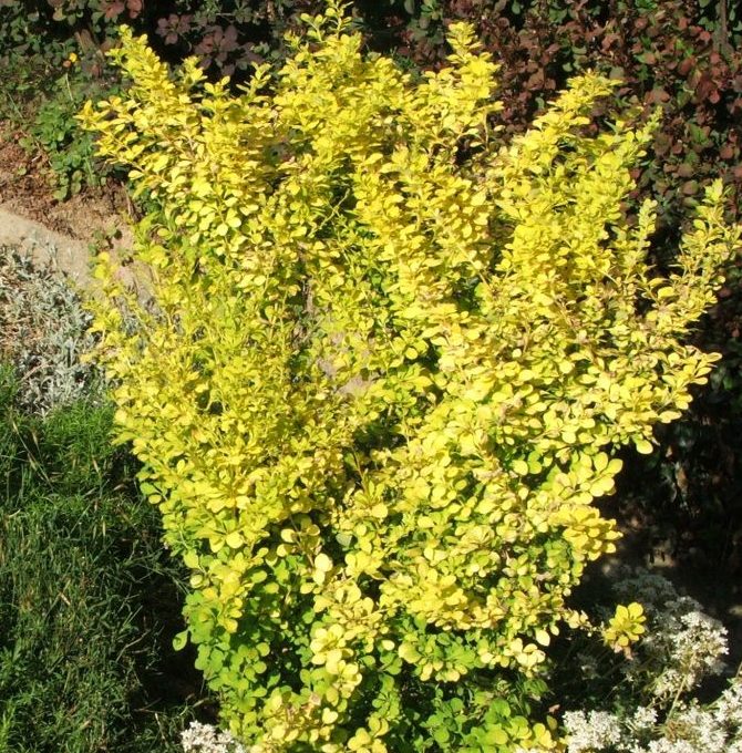 Invasive Plants and Their Native Alternatives : Japanese Barberry ...