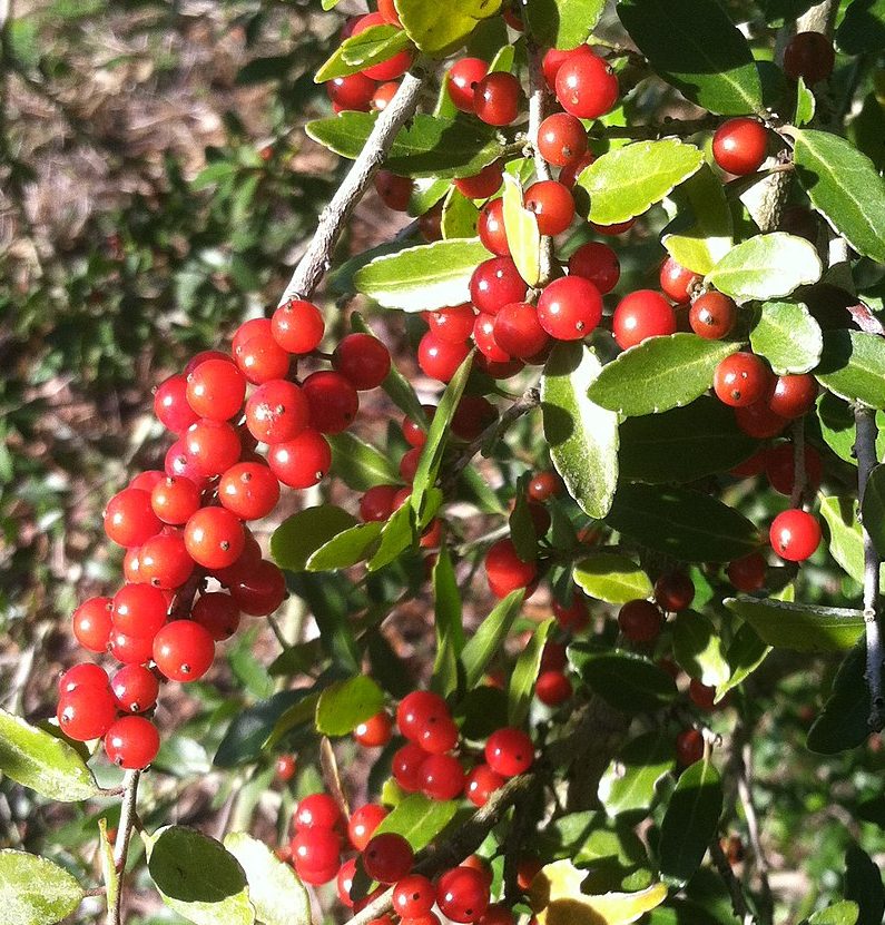 Plant Profile: Yaupon Holly (Ilex vomitoria) – KarensGardenTips.com