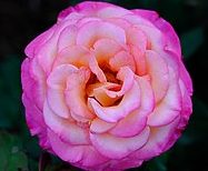 Plant Profile: Rose Harlekin – KarensGardenTips.com