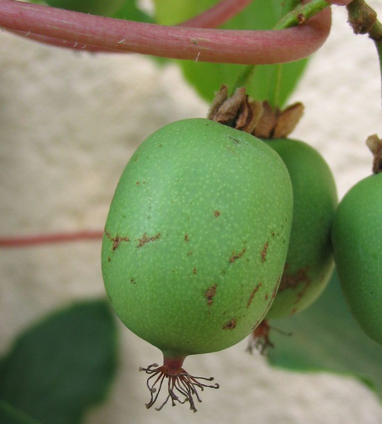 Plant Profile: Hardy Kiwi (Actinidia Arguta) – KarensGardenTips.com