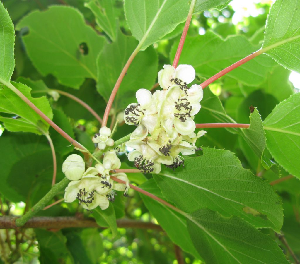 plant-profile-hardy-kiwi-actinidia-arguta